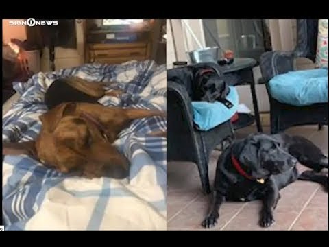 It's National Dog Day - Special Presentation (ASL - 8.26.19)