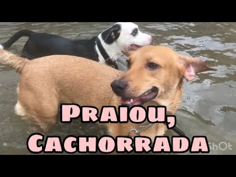 Meus cachorros na praia (PRIMEIRA VEZ)