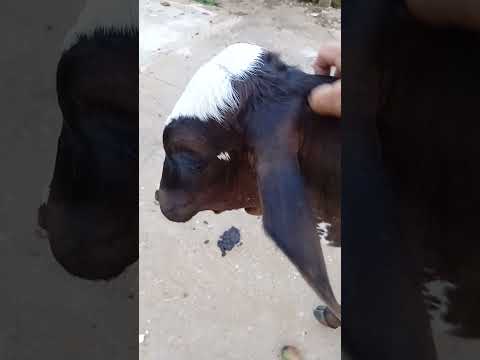 Fazenda centenária Santa Rita do Sapucaí Minas Gerais