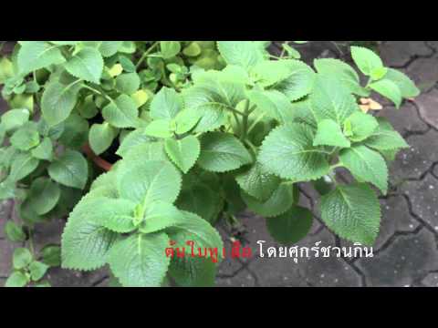 หน้าอกเล็กรัศมีขนาดใหญ่ จุดเล็ก ๆ บนคันหน้าอก
