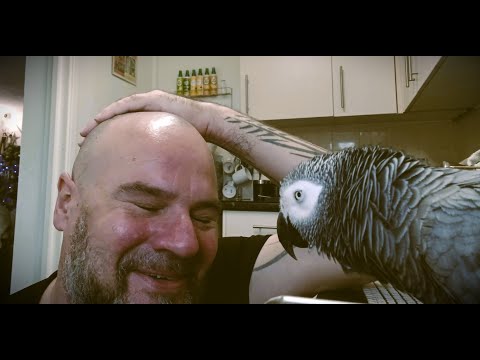 More Parrot Conversations