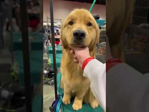 3 melhores curiosidades da raça golden retriever #adestrador #pets #caes #cachorros#goldenretriever