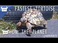 THE FASTEST TORTOISE ON THE PLANET | Dan ...
