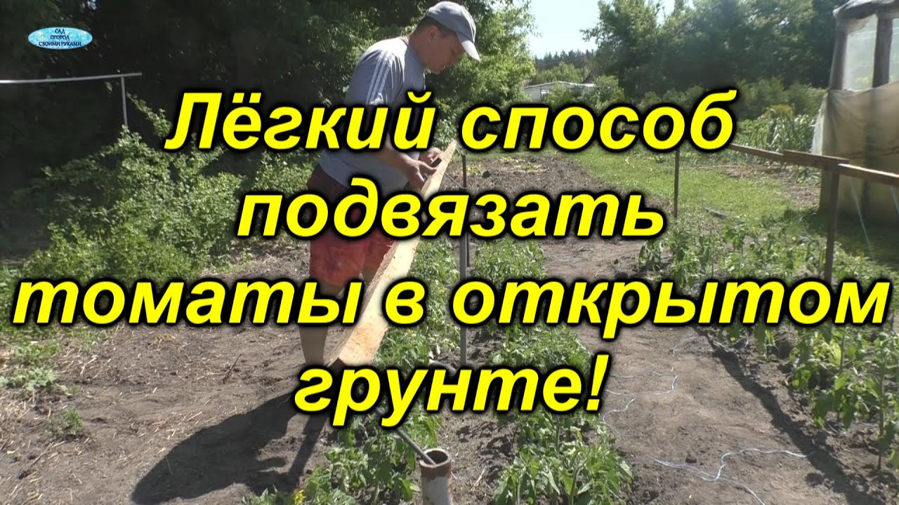 Подвязывание низкорослых томатов [самый простой и лёгкий способ].