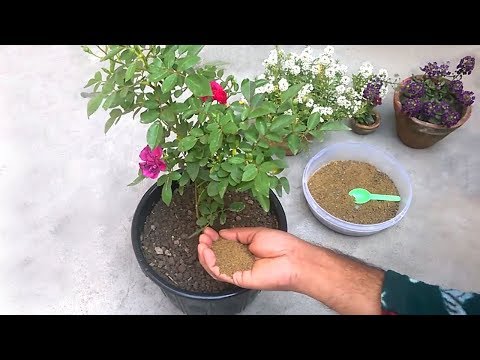 How to use mustard cake organic fertilizer for any plants/ h...