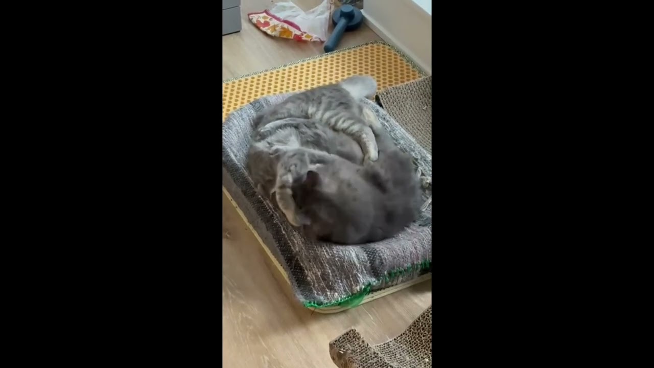 Squeaky, a ADOPTABLE Domestic Medium Hair in Toronto, ON video 3/4