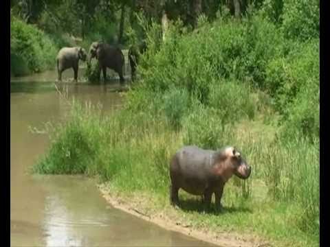 Elephants and Hippo Aug 2010