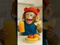 Look To Baby Monkey Laughing