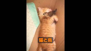 動物には本当に友情というものが存在するのだろうか？ #animals #動物プロダクション #動物 #癒し #自然