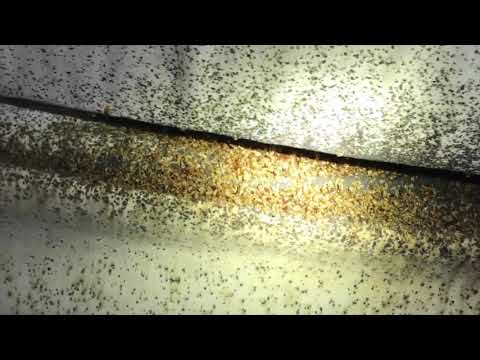 Immense Bed Bug Infestation in Freehold, NJ