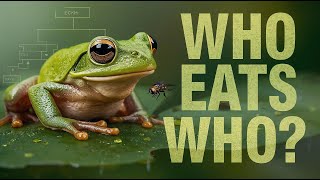 🌿 The Food Chain Explained: How Energy Flows Through Ecosystems | Science for Kids