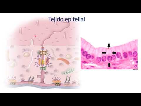 Tejido epitelial enfermería