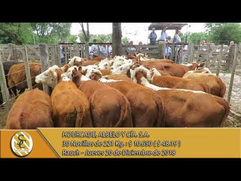 20-12-18 Venta de Machos - Hourcade, Albelo y Cía. S.A. - Rauch