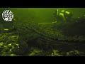 How Well Can Crocodiles See Underwater
