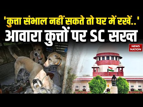 Supreme Court on Stray Dogs: आवारा कुत्तों पर सुप्रीम कोर्ट का बड़ा फैसला| Dog Lover |Breaking News