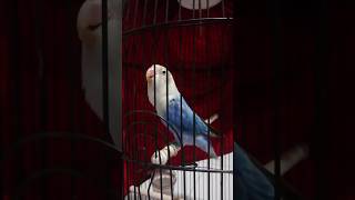Download lagu Suara Lovebird Ngekek Isian Kenari Bening Banget!!! mp3 Download lagu Suara Lovebird Ngekek Isian Kenari Bening Banget!!! mp3