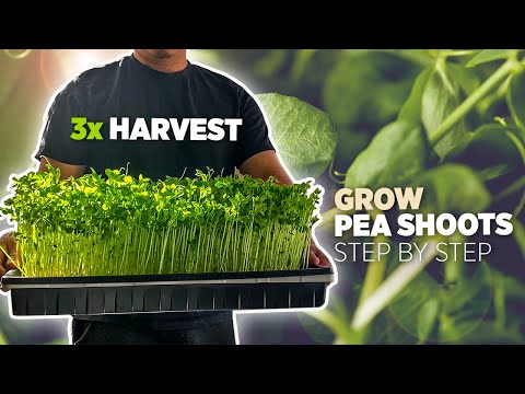 EP7: Pea shoots are delicious, so why not grow them in just 7 days and harvest again and again