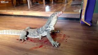 waran karmienie , start - 22 sec