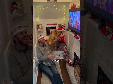 الكلاب ستحبك دائماً 🐶❤️