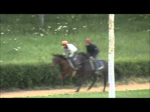 LIVER DANCER 12 04 2011 Wathba Stud Farm