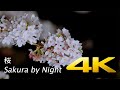 sakura by night shizuoka 桜 4k