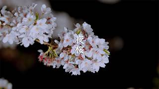 Sakura by Night video preview