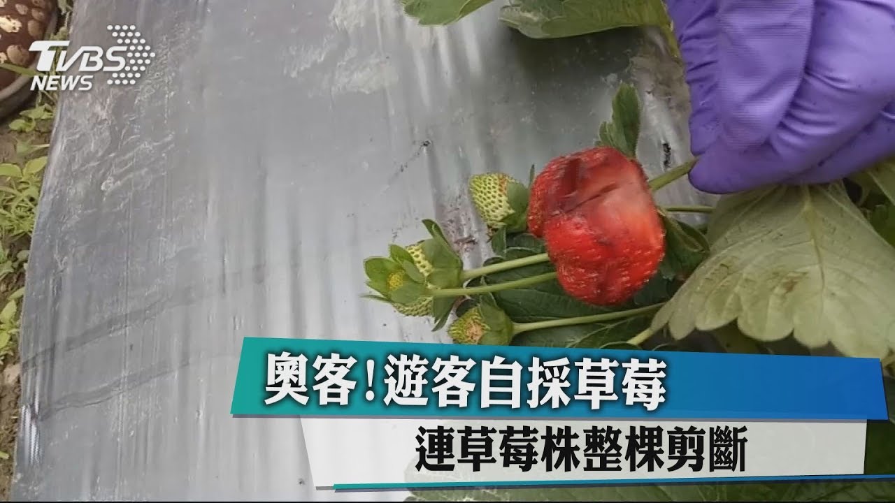 奧客!遊客自採草莓 連草莓株整棵剪斷