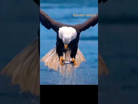 கழுகு போல் இருந்து பார்...