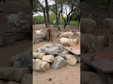 NECOCHEA [GRANJA DEL LAGO DE LOS CISNES] COSTA ATLÁNTICA ARGENTINA  OCTUBRE 2025 #travel