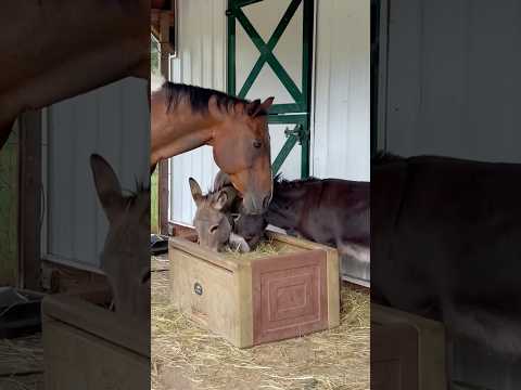 Terrific Trio: Sweet Moments with Mini Donkeys & Horse 🫏🫏🐴