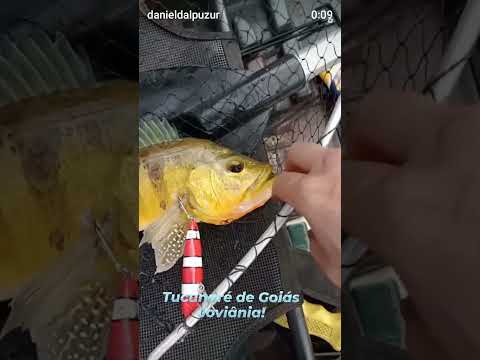 Pescaria de Tucunaré com caiaque em Joviânia, Goiás!