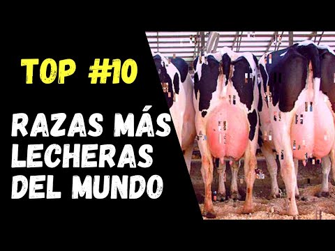 , title : 'RAZAS DE VACAS MAS LECHERAS DEL MUNDO/TOP 10/GANADERIA LEYTON/RICHARD LEYTON'