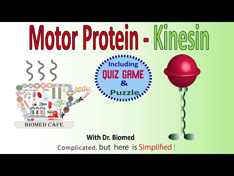 Motor protein - Kinesin: Structure and Function