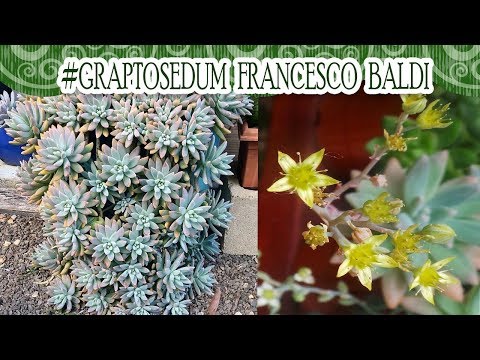 #Suculentadodia! | Graptosedum Francesco Baldi