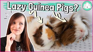 10 Tips to Keep Your Lazy Guinea Pigs Entertained! Simple, Fun and Easy Boredom Breakers!