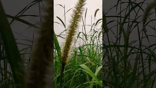 It&#39;s to be natural #coldplay #music #love #art #song