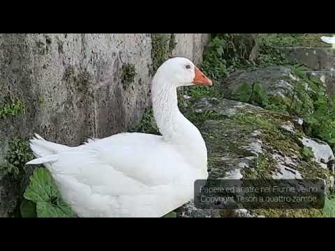 VIDEO - Papere ed anatre nel Fiume Velino tra simpatici starnazzi - Tesori a quattro zampe
