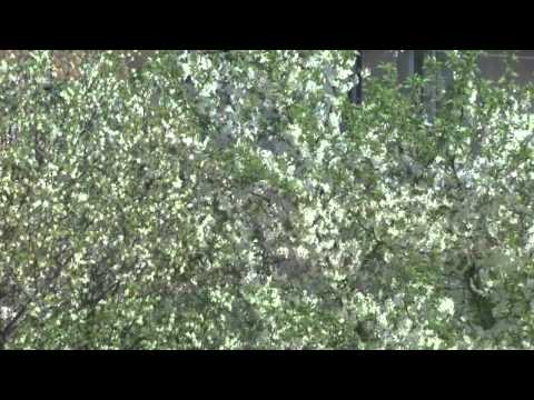 Beclean, jud. Bistrita-Nasaud, 28 aprilie 2013