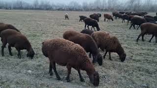 sheep 🐐 🐑 🐏