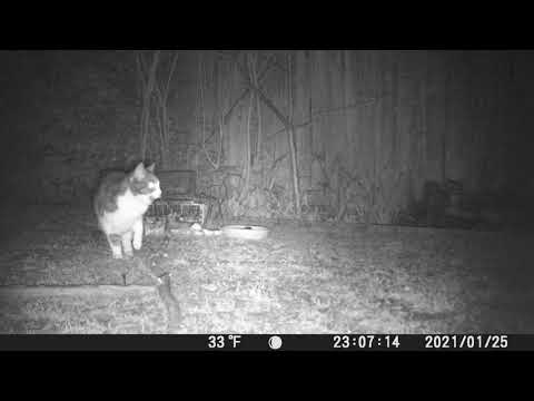 Cat licking lips  in Cambridge UK 25jan2021 1107pm V trail cam