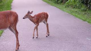 Close Look at the Fawn Spots still on the fur