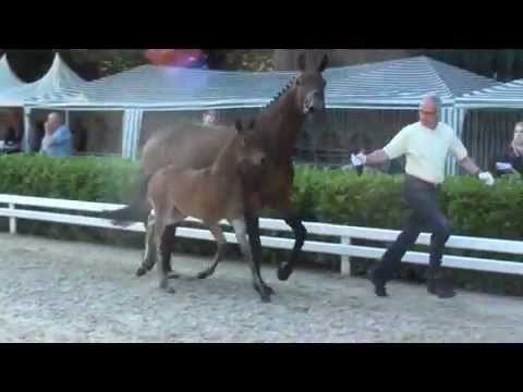 Stutfohlen v. Royal Classic - Pinkus