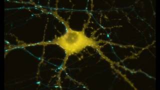 The Kovenant - Cybertrash