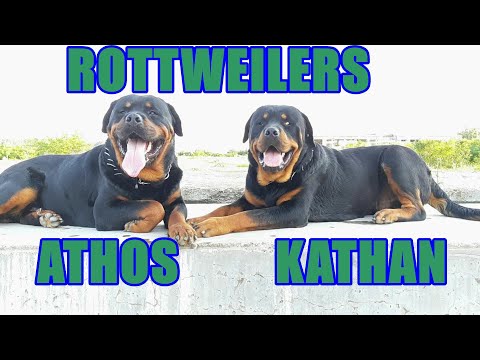 #187 FATHER AND SON  |  2 MALE OF ROTTWEILER  |  #ATHOS AND #KATHAN