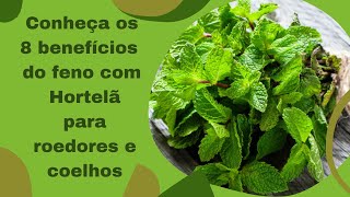 Vídeo de Feno Super Premium com Hortelã para Roedores e Coelhos - Little Dreams