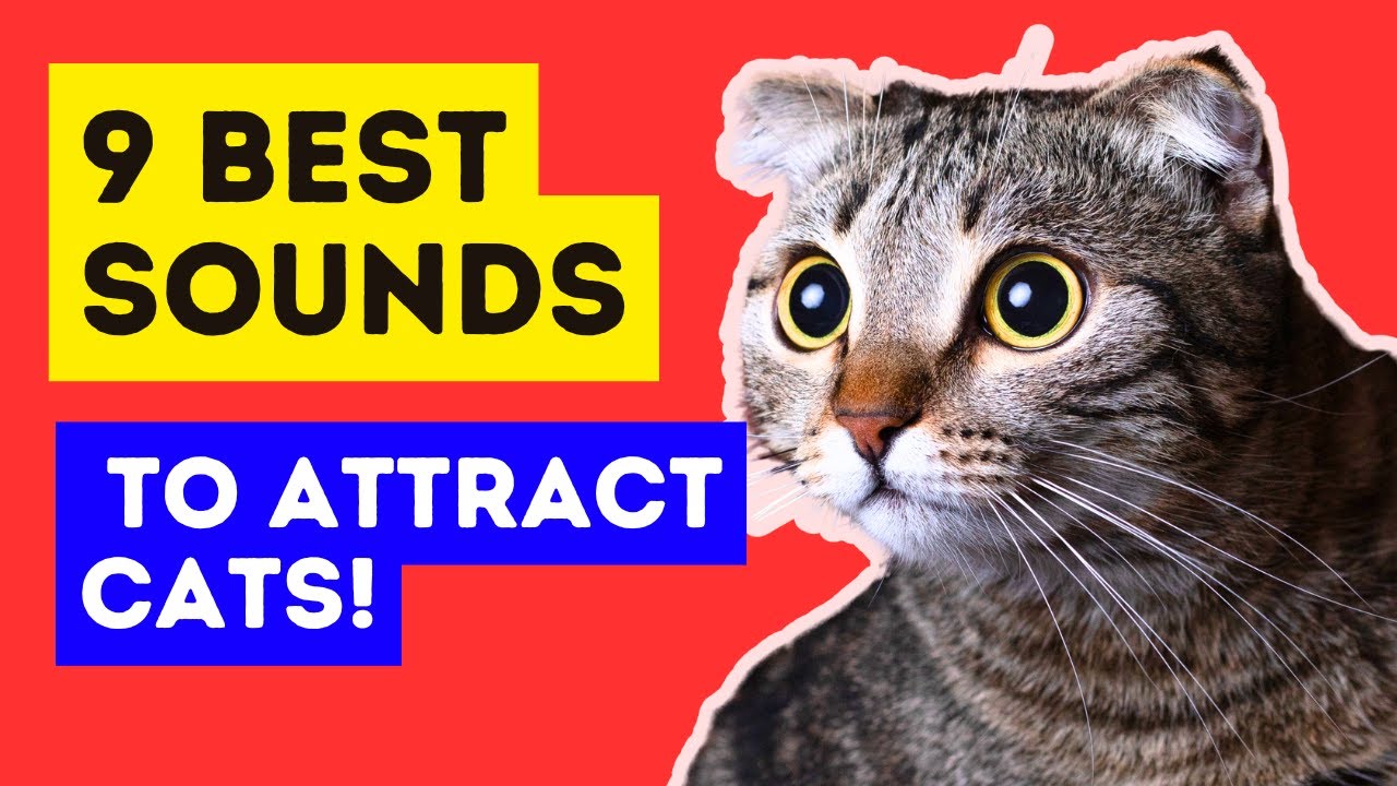 9 EASY Sounds to Attract Cats You Must Try! Cats Go CRAZY for these Sounds