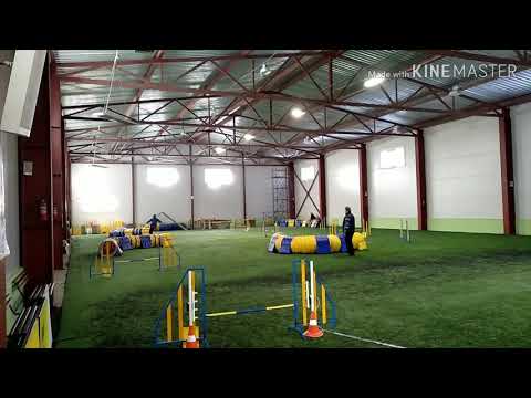 Linda at agility 14.04.2019