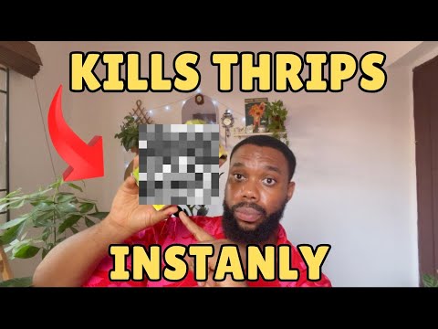 How I Got Rid of Thrips Easily and Instantly !