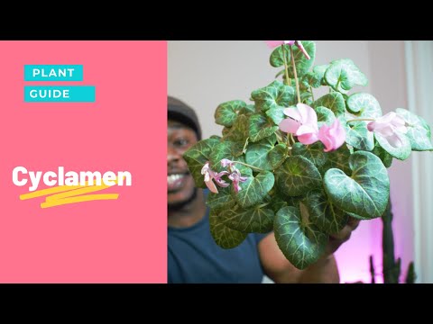 Cyclamen Care Guide | All you need to know