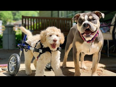 walkin' wheels small dog wheelchair